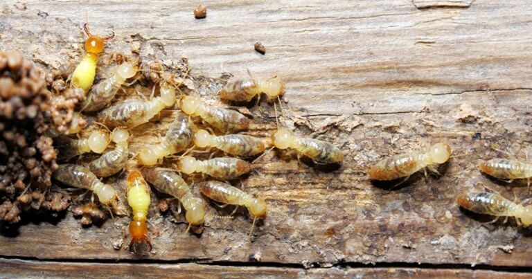 What Termites Are We Dealing With