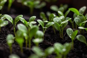 sustainability solutions